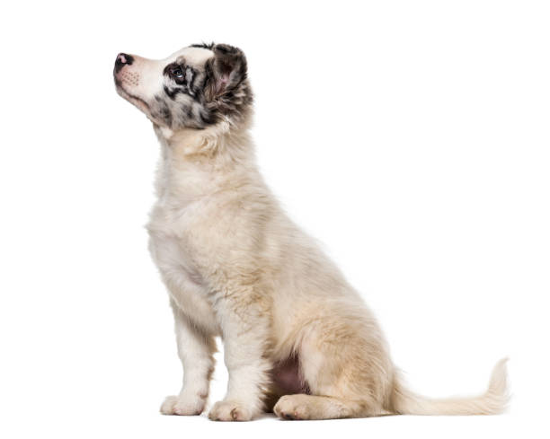 istock Border collie puppy, 3 months old, looking up against white background 943996464