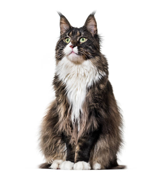 istock Maine Coon cat sitting and looking up against white background 943996616