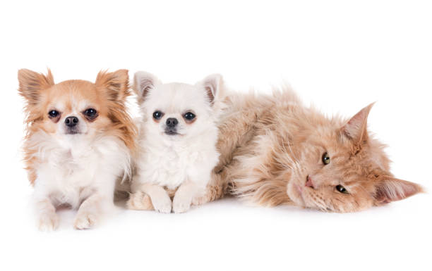 istock maine coon cat and chihuahua 943999310