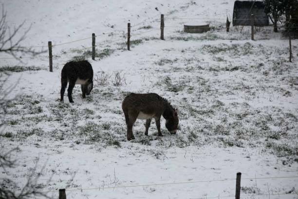 istock two cold little donkeys graze the little grass that comes out of 944000360