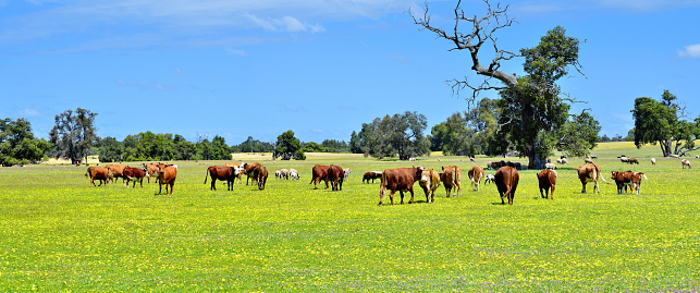 Large group of cattle at green natural pasturage ranch, Australia.