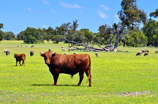 The cattle at green natural pasturage ranch, Australia.