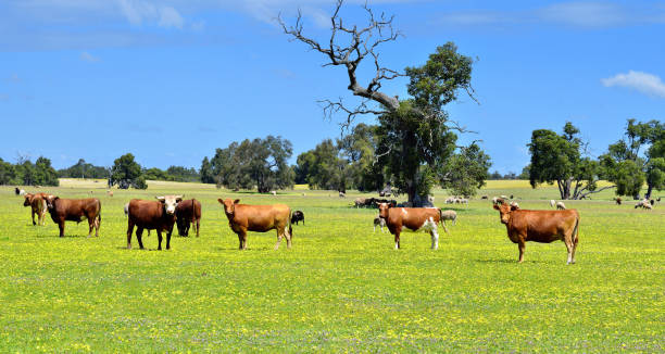 istock Natural Pasturage Ranch, Australia 944001694