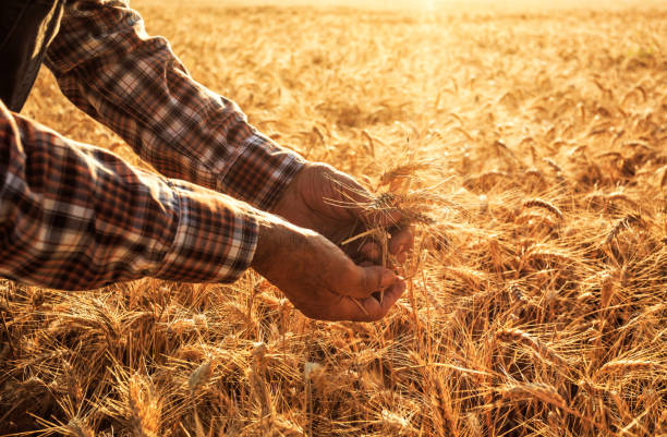 istock Close up of hands examining wheat growth 944004580