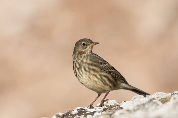 Eurasian Rock Pipit against a blurred background stock photo