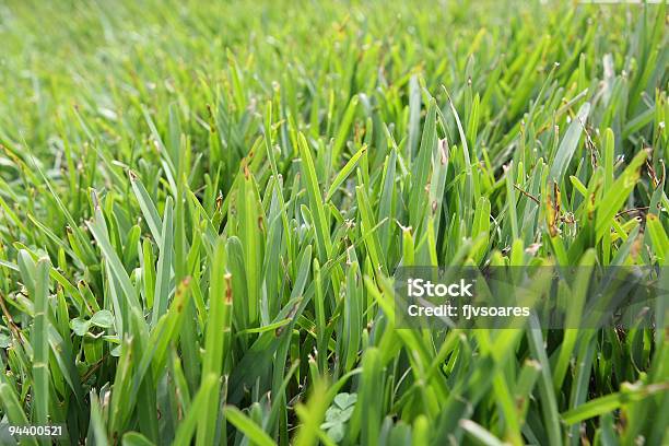 Green Grass Stock Photo - Download Image Now - Agricultural Field, Backgrounds, Blade of Grass