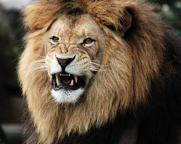 Impressive male lion with aggressive face showing fangs stock photo
