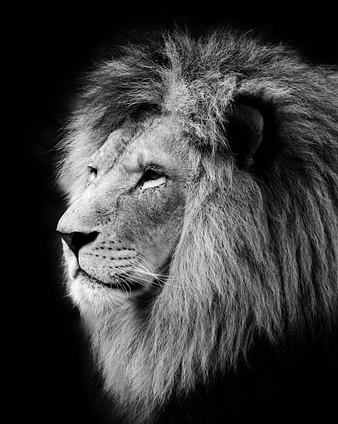 Lion Stock Photo - Download Image Now - Lion - Feline, Black And White, Anger - iStock Lion Stock Photo - Download Image Now - Lion - Feline, Black And White, Anger - iStock