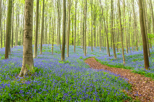 Winding path through a beech forest with bluebell flowers covering the groun