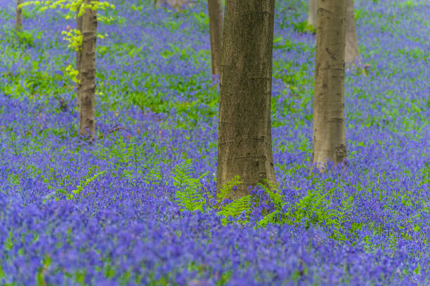 istock Fern and Bluebells in a Beech tree forest during a springtime morning 944007822