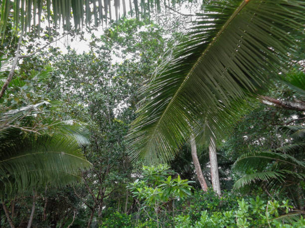 istock Seychelles islands nature. Africa 944007990