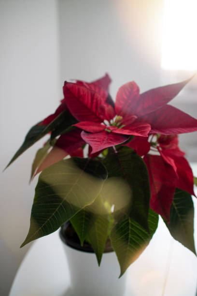 istock Beautiful red poinsettia on light background. 944008148