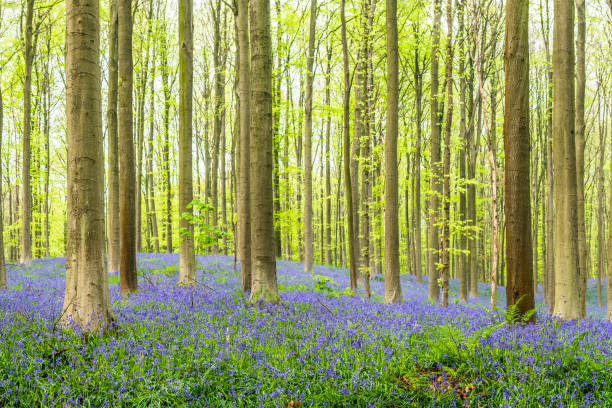 istock Bluebell hill in a Beech Tree forest during a springtime morning 944008422