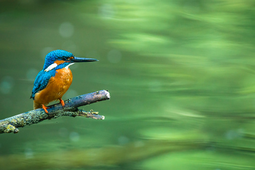 Common kingfisher (Alcedo atthis) also known as the Eurasian kingfisher, and river kingfisher sitting on a branch overlooking a small pond.