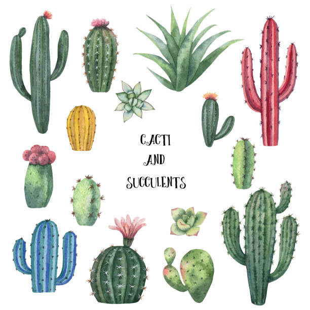 istock Watercolor vector set of cacti and succulent plants isolated on white background. 944008772