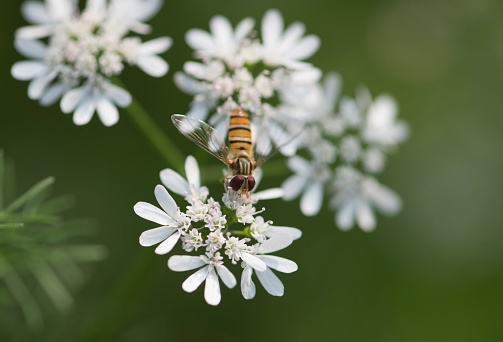 Honey bee (or honeybee)