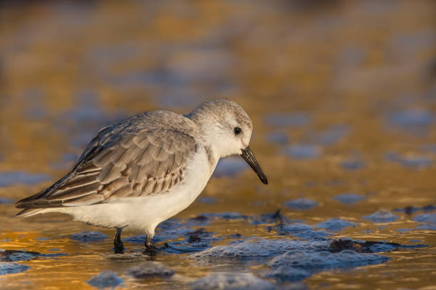Sanderling in winter plumage on the shoreline A winter plumage Sanderling (Calidris alba) wading in shallow water on the  shoreline against a blurred background with golden light relflections, East Yorkshire, UK sanderling calidris alba stock pictures, royalty-free photos & images