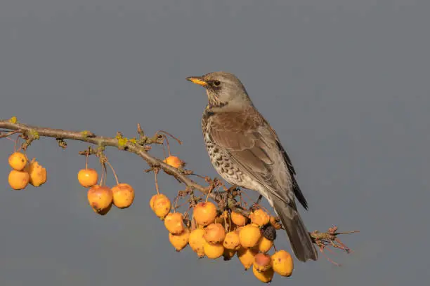 A Fieldfare (Turdus pilaris) perched on an ornamental crab apple tree, against a clear grey sky, East Yorkshire, UK