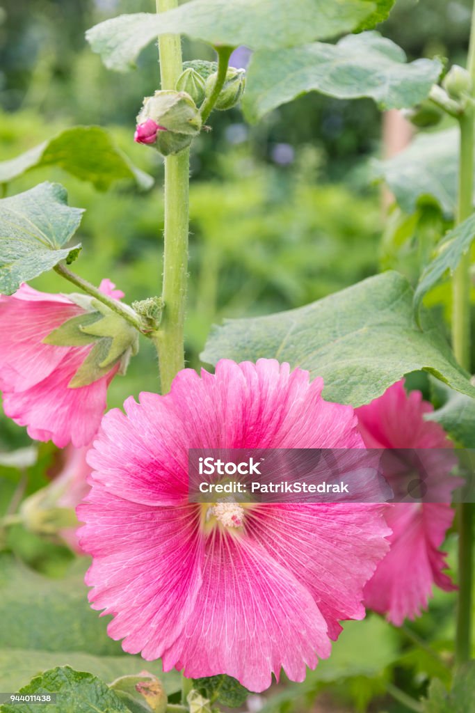 Planta De Malva Rosa Con Flor En Jardín Foto de stock y más banco de  imágenes de Alcea - Alcea, Brote, Cabeza de flor - iStock
