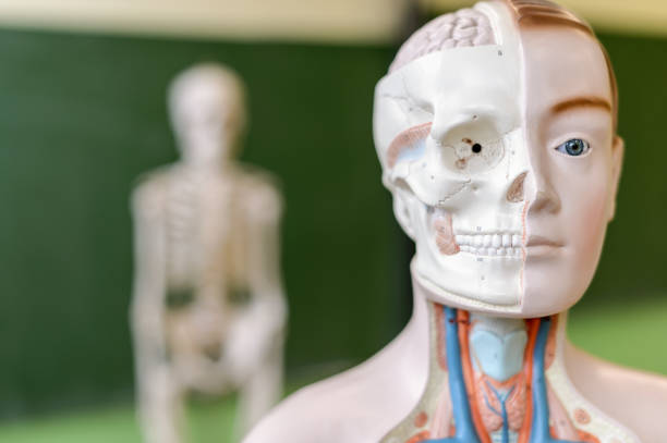 Artificial human body model. Biology class. Anatomy teaching aid. Education concept.