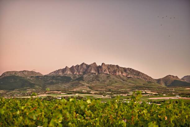 Hawequas Mountains at sunset with vineyards Wellington South Africa The Hawequas mountains with clear sky at dusk with a flock of birds flying in the air and vineyards in the foreground Wellington South Africa western cape province stock pictures, royalty-free photos & images