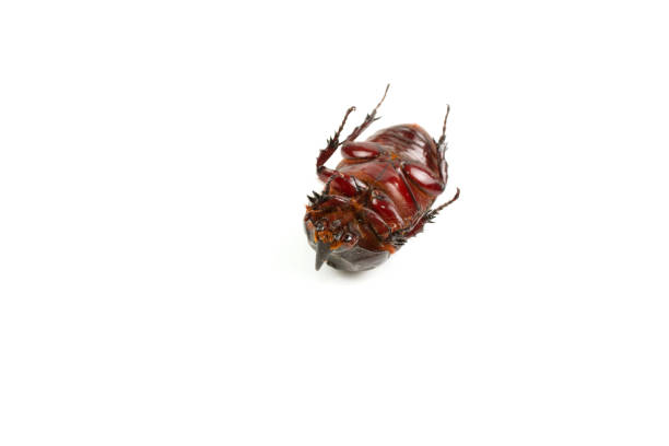 dark brown coconut rhinoceros beetle. - nasicornis imagens e fotografias de stock