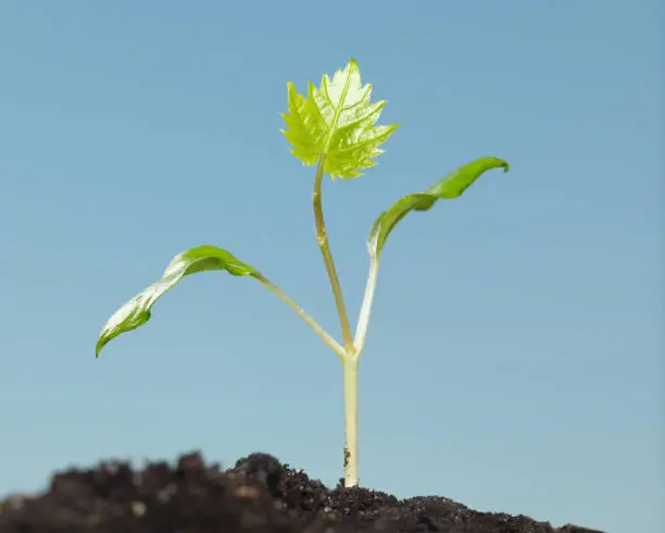 Macro of grape seedling with first vine-leaf growing in soil heap over blue sky background