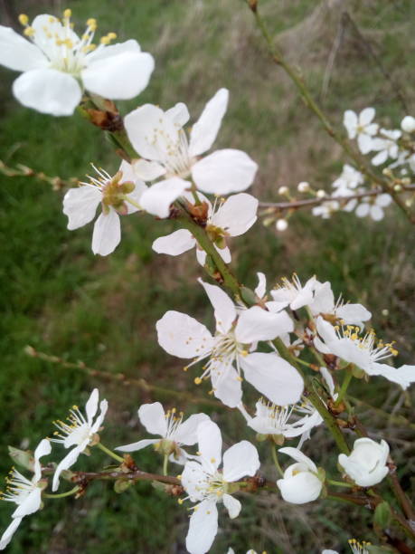 istock White flower of juniper 944026038