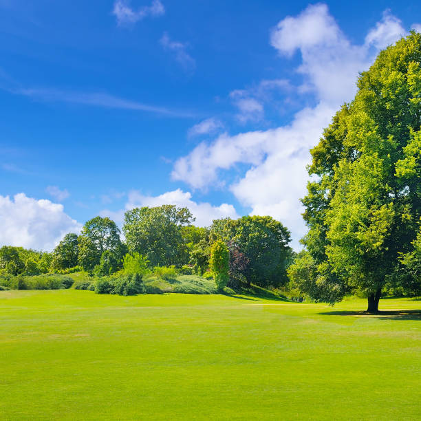 istock Summer park with deciduous trees and broad lawns. 944026330