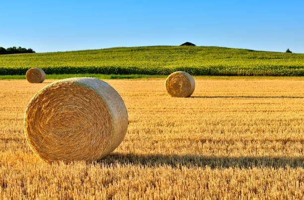 골든 필드에 건초 꾸러미 - wheat sunset bale autumn 뉴스 사진 이미지