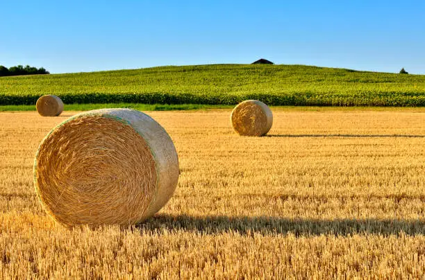 Golden colored hay bales in the valley at sunset.