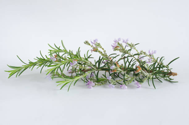 istock Rosemary with flowers on white background. 944027196