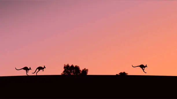 Vector illustration of Silhouettes of kangaroos against the background of the evening sky