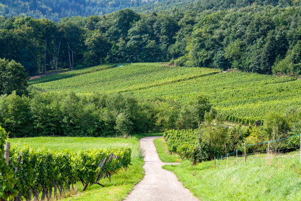 istock Cleebourg. Alsatian vineyard. lower Rhine. Alsace. Grand Est 944028548