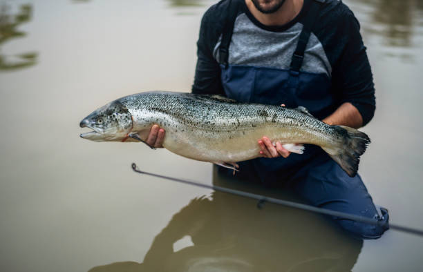 istock Man caught salmon fish in the water 944028636