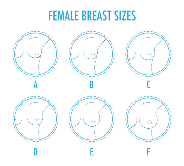 Set of contour round icons of different female breast size, body Set of contour round icons of different female breast size, body front view. Various boobs sizes, from small to large. Sizes of busts, from A to F. Vector isolated, monochrome. silicone implants stock illustrations