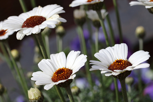 Moroccan daisy is a perennial with a very long flowering period. This plant can stand in full sun and is ideal for a rock garden or sunny border