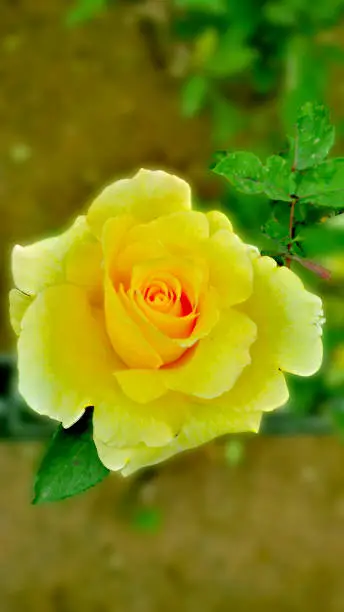 yellow rose for friends you love most.