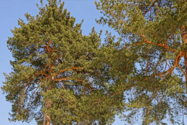istock top of green pine on blue sky background 944039210