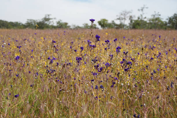 istock purple flowers field 944042166