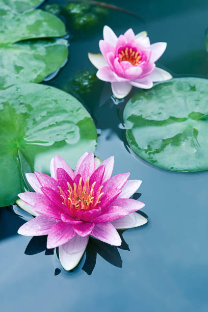 istock Close up beautiful Pink Lotus, water lily 944042194