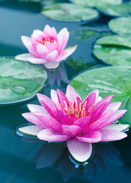 istock Close up beautiful Pink Lotus, water lily 944042260