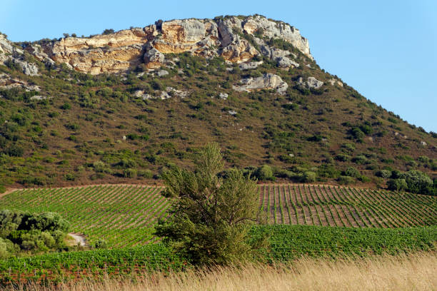 istock wheat field in Corsica island 944043004