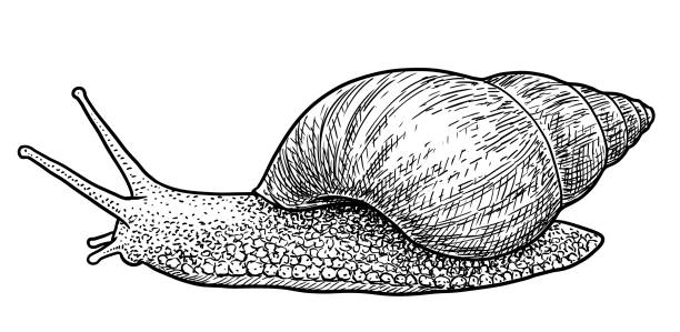istock Snail Achatina snail illustration, drawing, engraving, ink, line art, vector 944043404