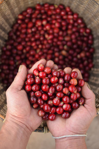 istock Close up of red berries coffee beans 944043572