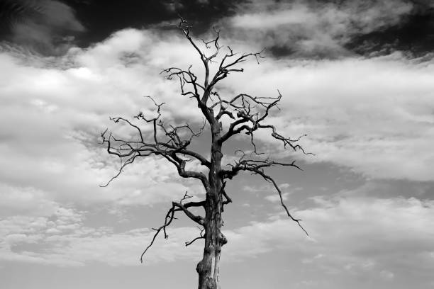 istock giant old tree on the background of the sky 944045738