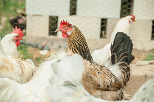 istock Chickens and rooster in farm 944045768