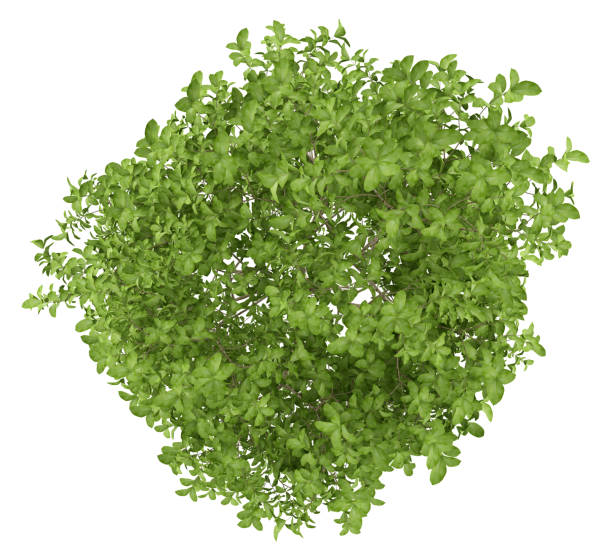 istock top view of apple tree isolated on white background 944046680