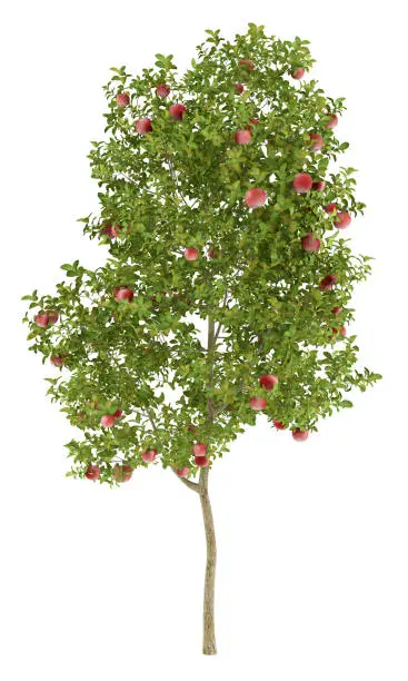 apple tree with red apples isolated on white background. 3d illustration