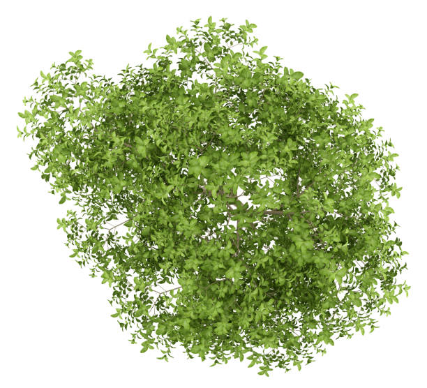 istock top view of apple tree isolated on white background 944046968